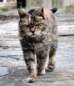 515px-Feral_cat_Virginia_crop