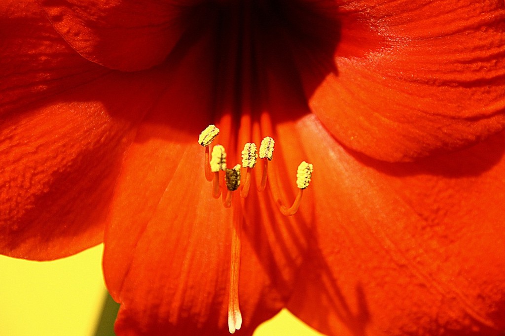 amaryllis-229074_1280